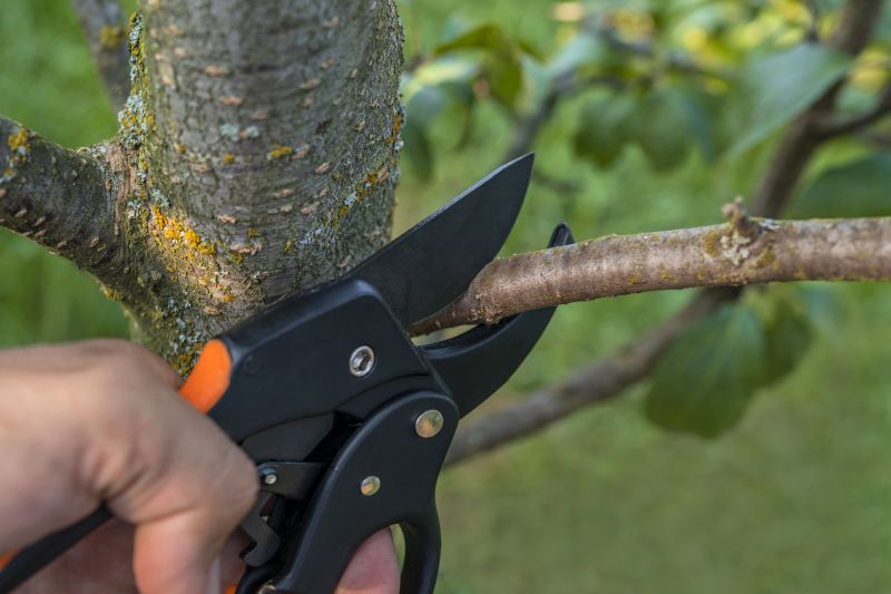 Limbs Trimming in Allentown, PA