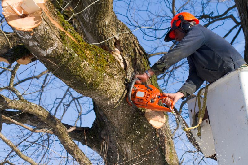 Mimosa Tree Removal in San Jose, CA