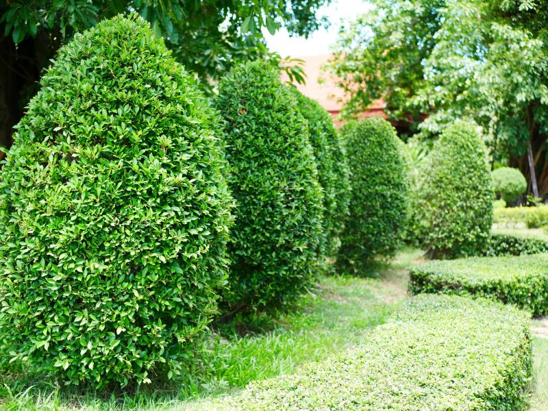 Topiary Pruning Service