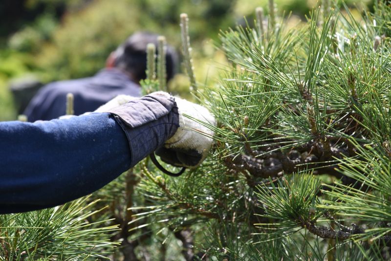 Apple Tree Pruning in Reno, NV