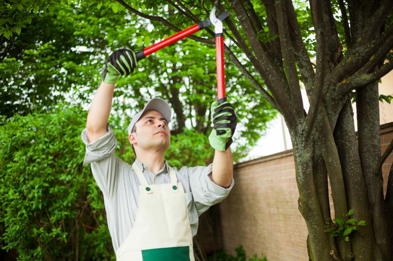 Birch Tree Pruning in San Jose, CA