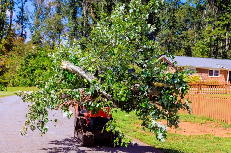 Topiary Pruning Service