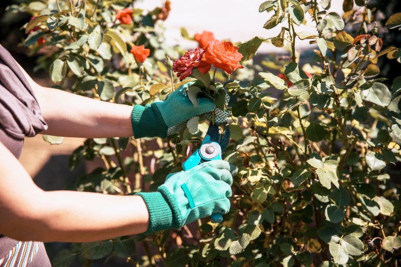 Hydrangea Pruning in Ventura County, CA