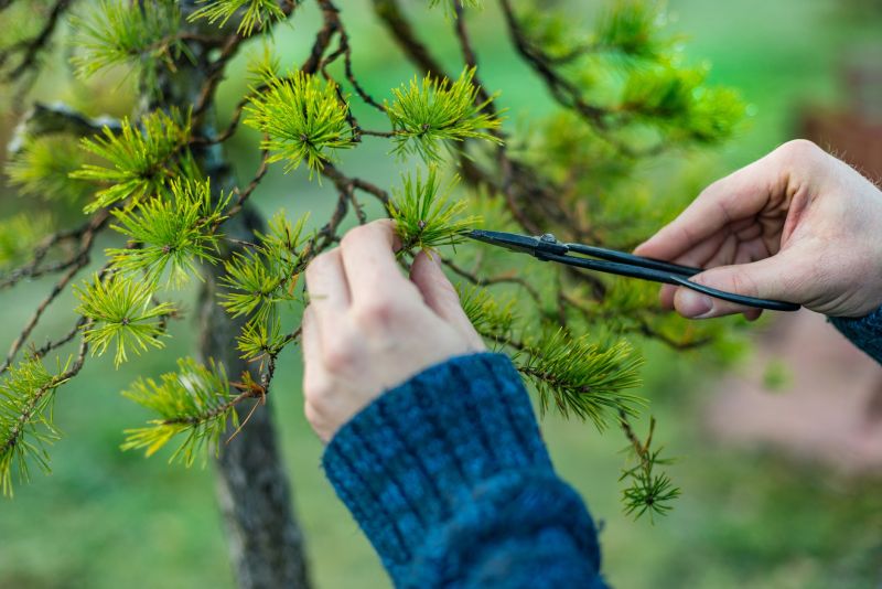 Japanese Maple Pruning in San Jose, CA