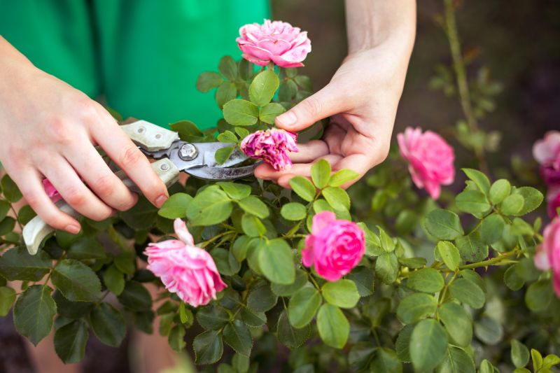 Knockout Roses Pruning in Ventura County, CA
