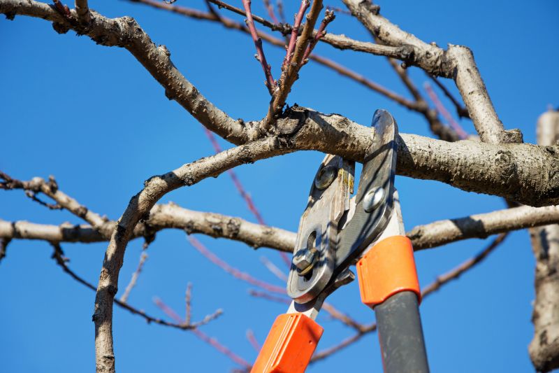 Orchard Tree Pruning in Doylestown, PA