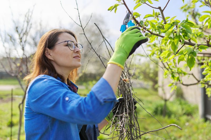 Pear Tree Pruning in Doylestown, PA