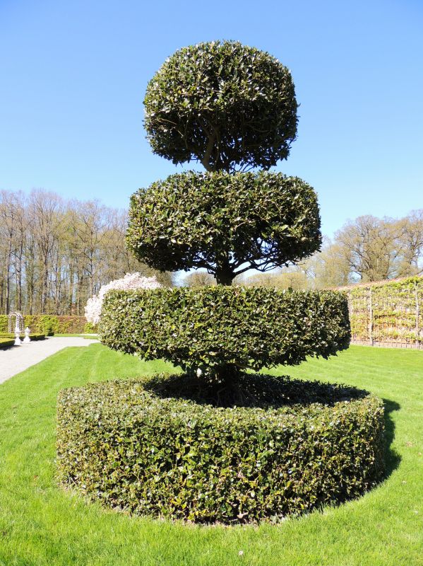 Garden Topiary