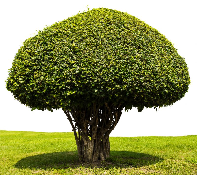 Neatly Shaped Topiary