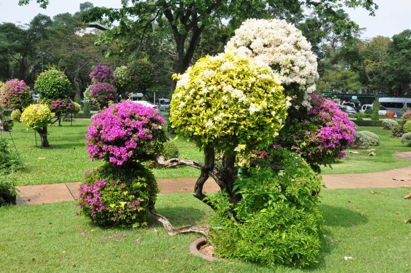Topiary Pruning Service