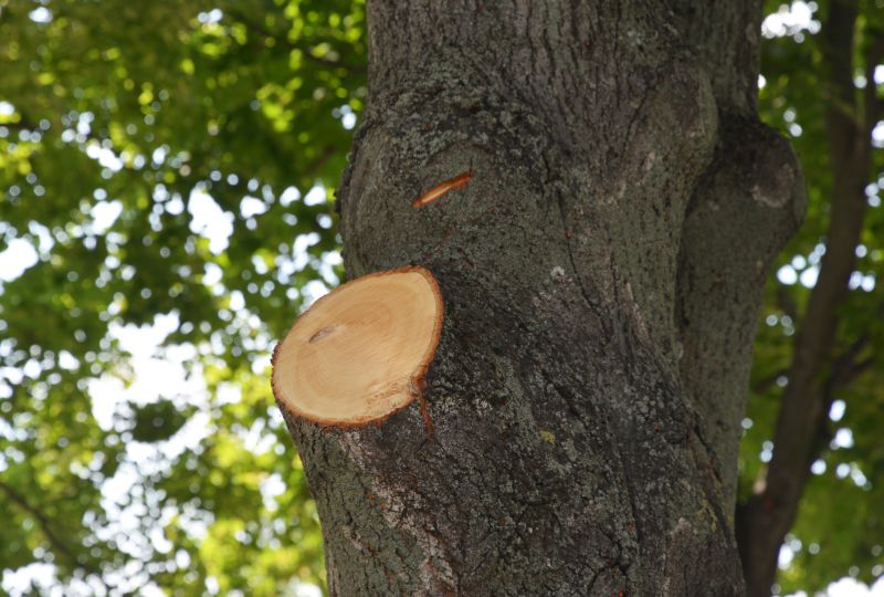 Tree Limbs Removal in Allentown, PA