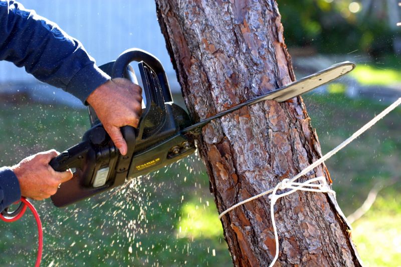 Tree Removal Service in Reno, NV