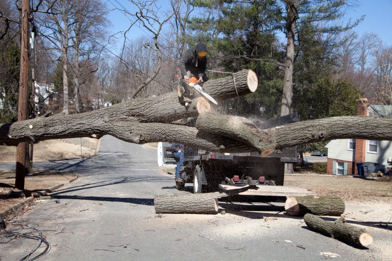 Tree Removal Service in San Jose, CA
