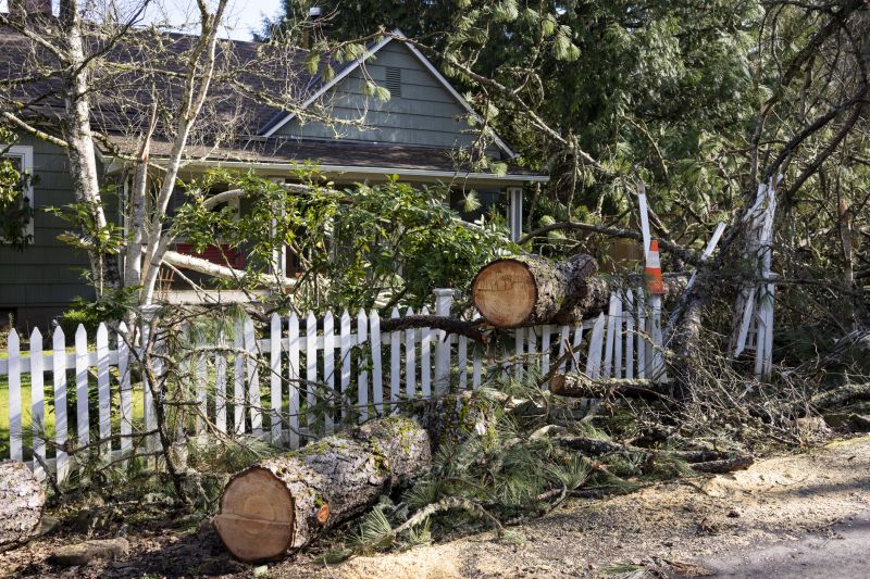 Willow Tree Removal in Doylestown, PA